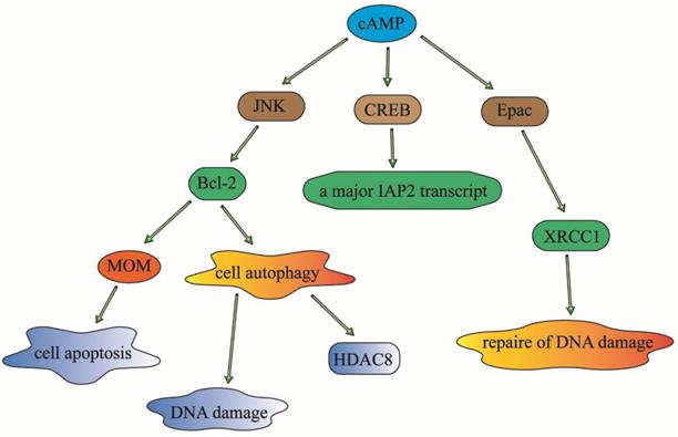 J Cancer Image