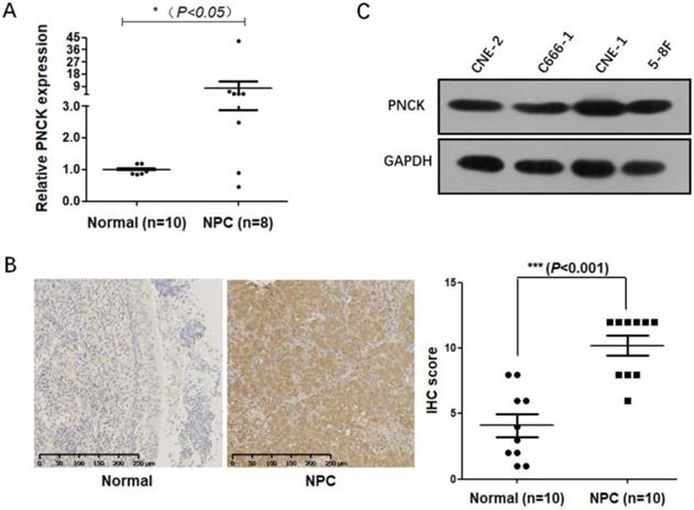 J Cancer Image