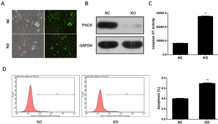 J Cancer Image