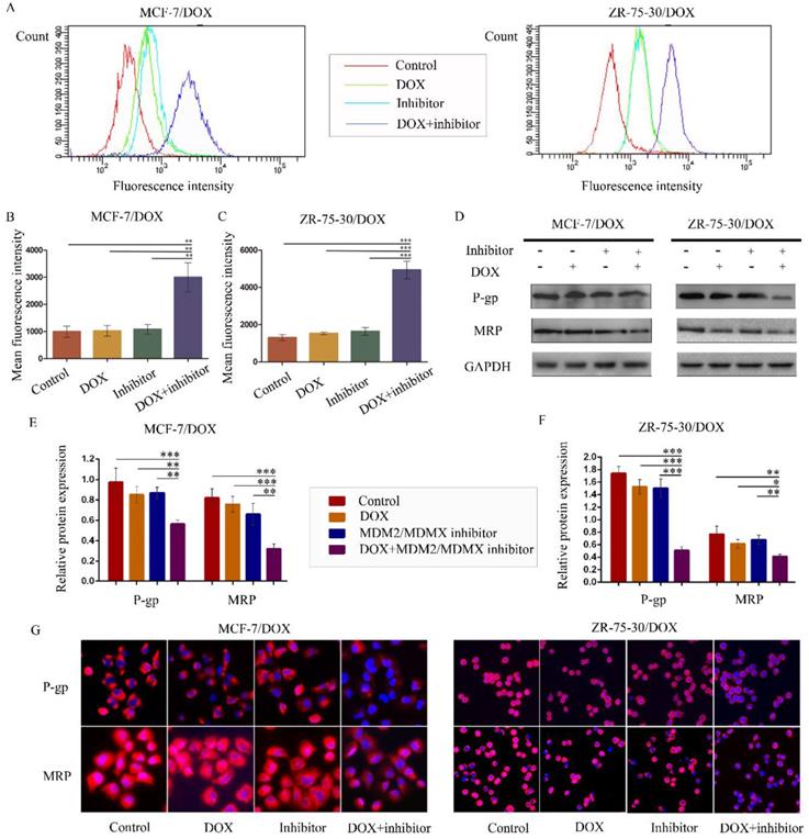 J Cancer Image