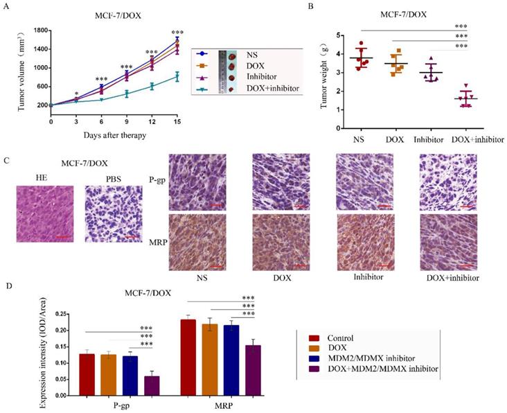 J Cancer Image