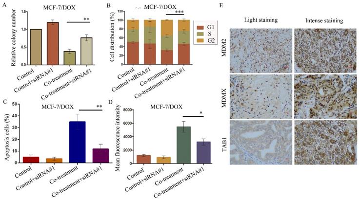 J Cancer Image