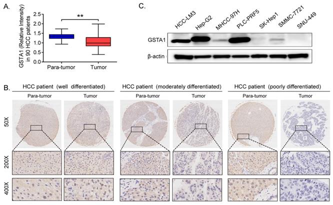 J Cancer Image