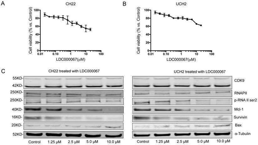 J Cancer Image