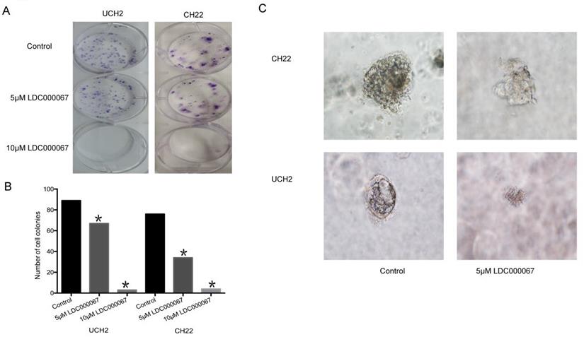 J Cancer Image