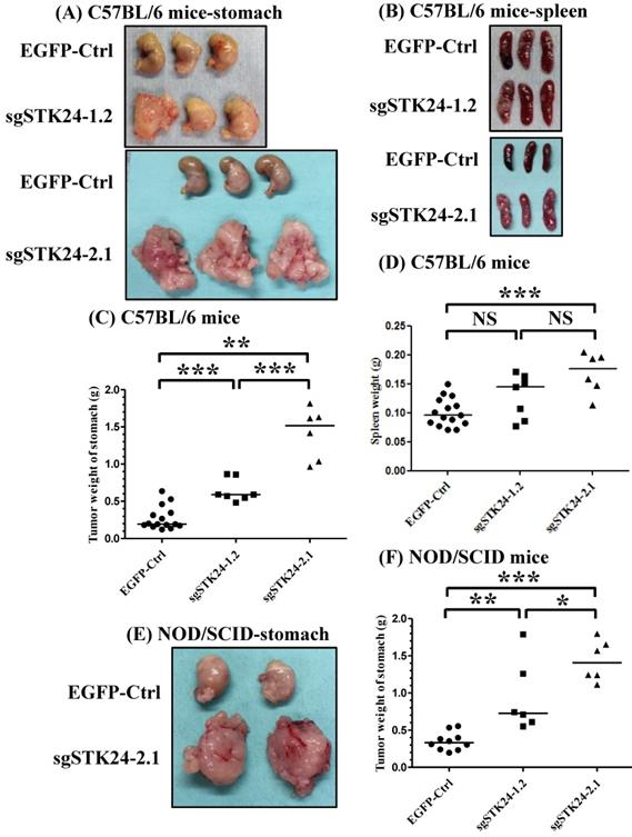 J Cancer Image