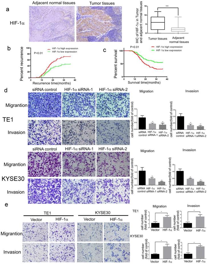 J Cancer Image