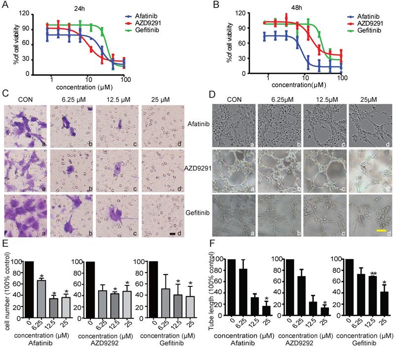 J Cancer Image