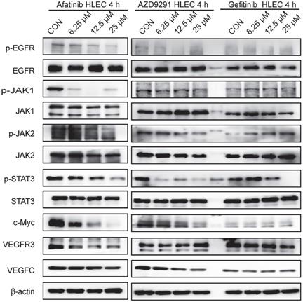 J Cancer Image