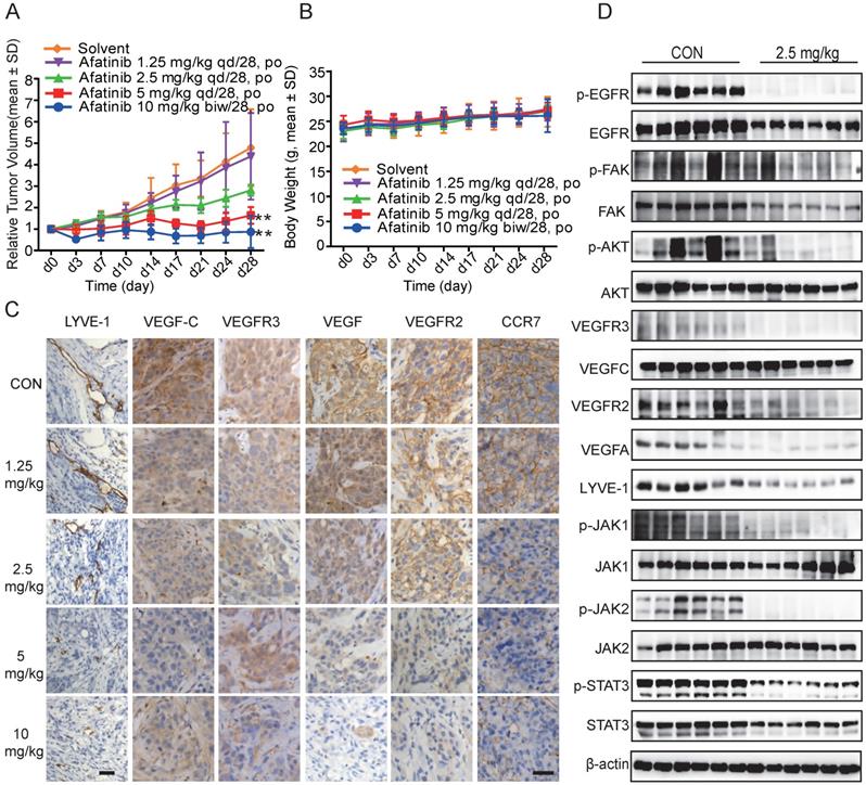 J Cancer Image