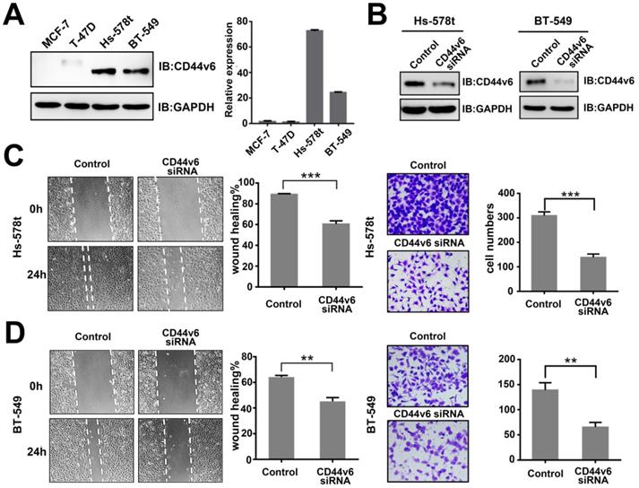 J Cancer Image