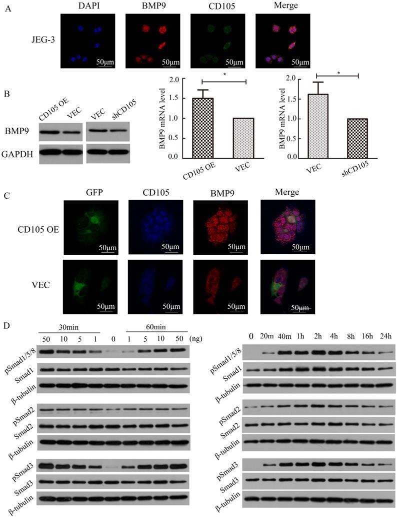 J Cancer Image