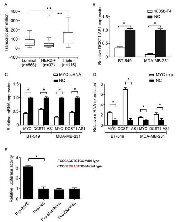 J Cancer Image