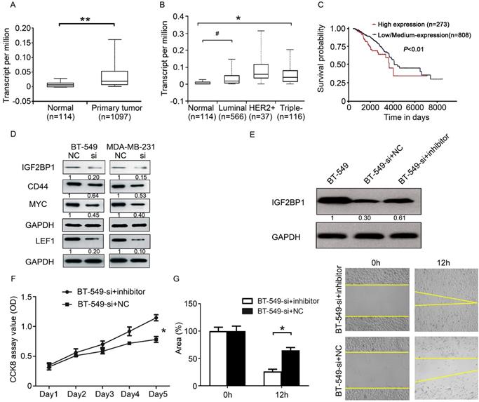 J Cancer Image