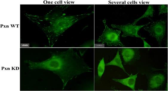 J Cancer Image