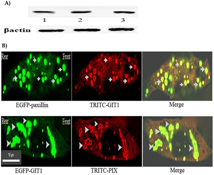 J Cancer Image