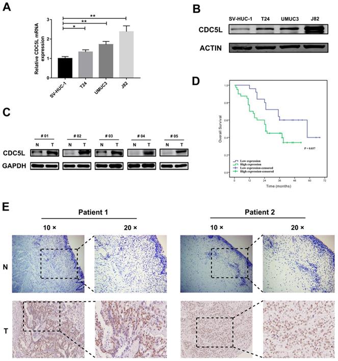 J Cancer Image