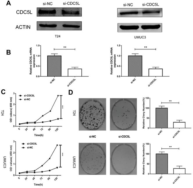 J Cancer Image