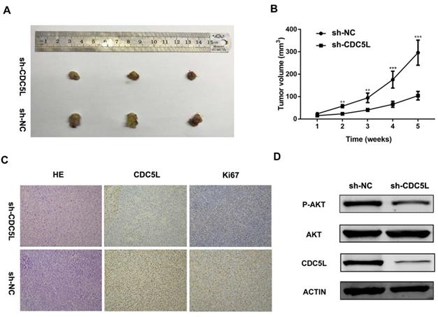 J Cancer Image