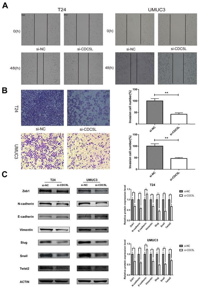 J Cancer Image