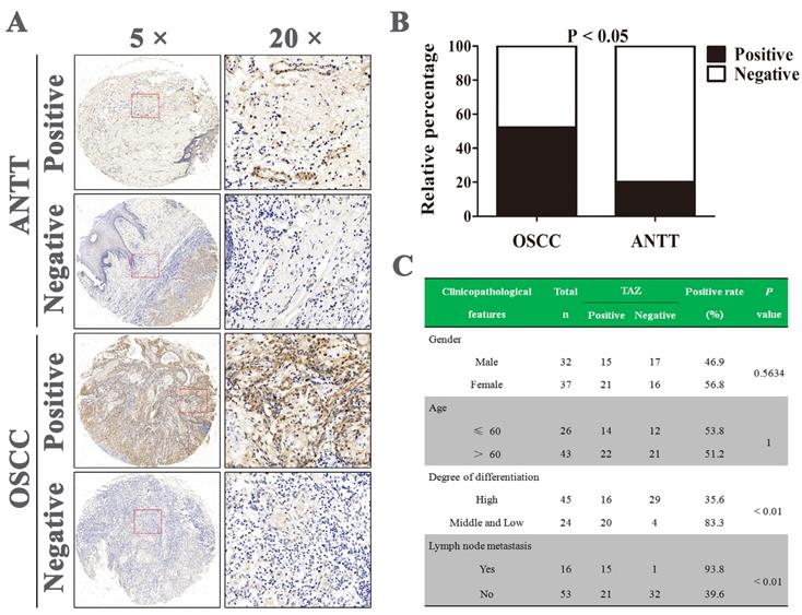 J Cancer Image