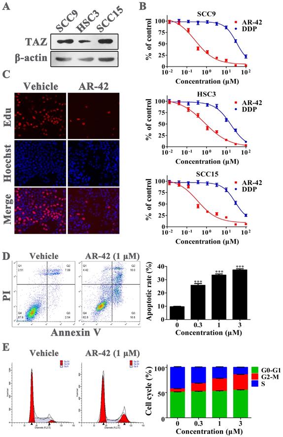 J Cancer Image