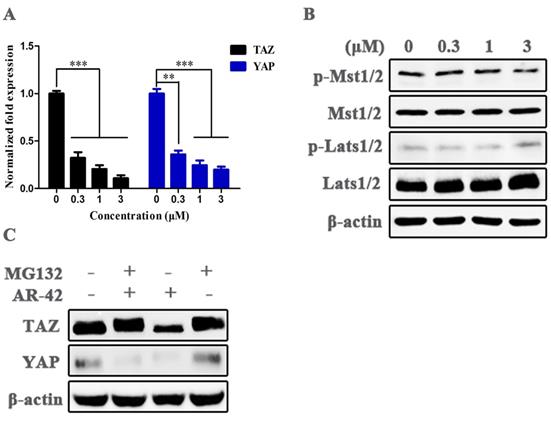 J Cancer Image