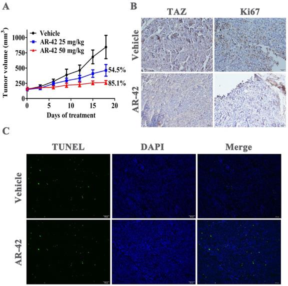 J Cancer Image