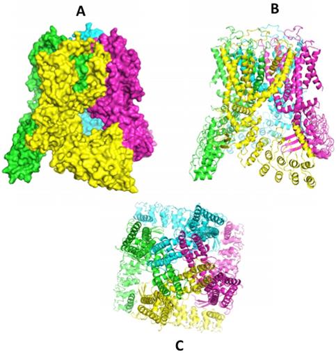 J Cancer Image