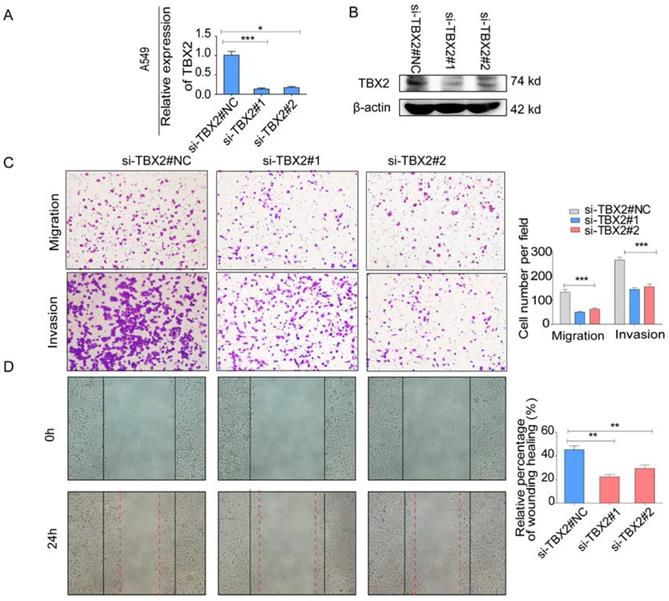 J Cancer Image