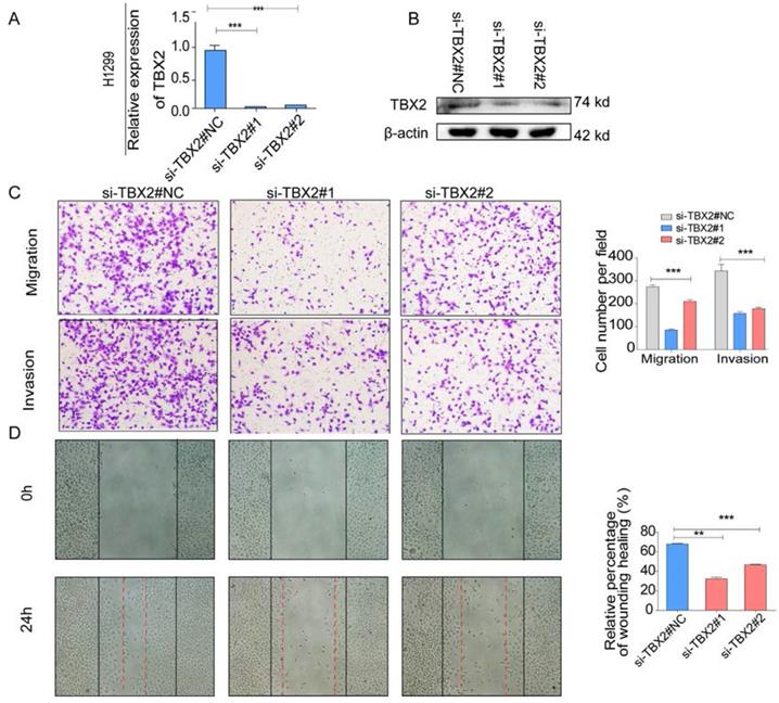 J Cancer Image