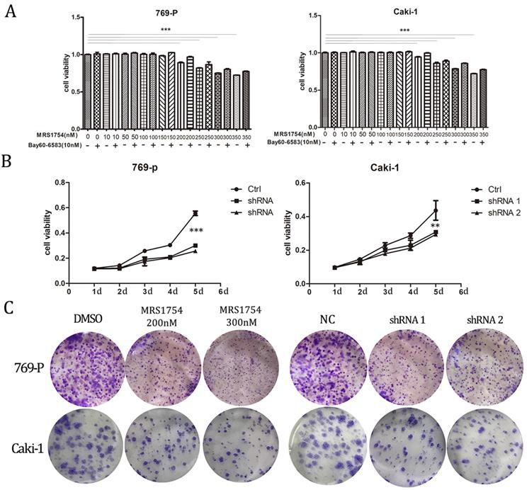 J Cancer Image