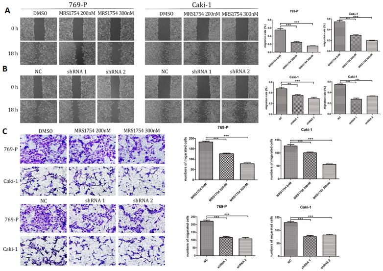 J Cancer Image