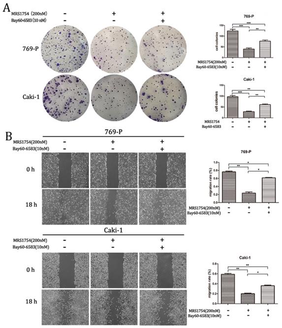 J Cancer Image