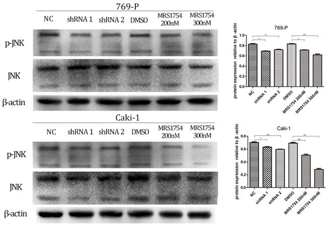 J Cancer Image