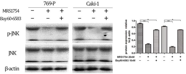 J Cancer Image