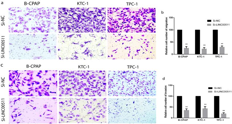 J Cancer Image