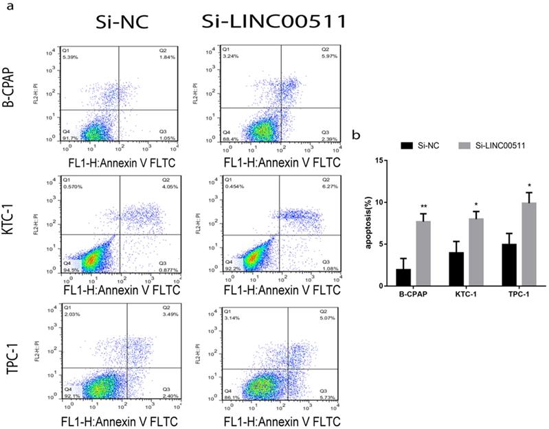 J Cancer Image