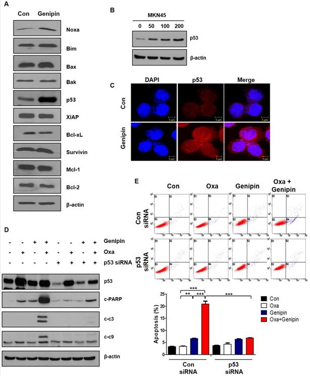 J Cancer Image