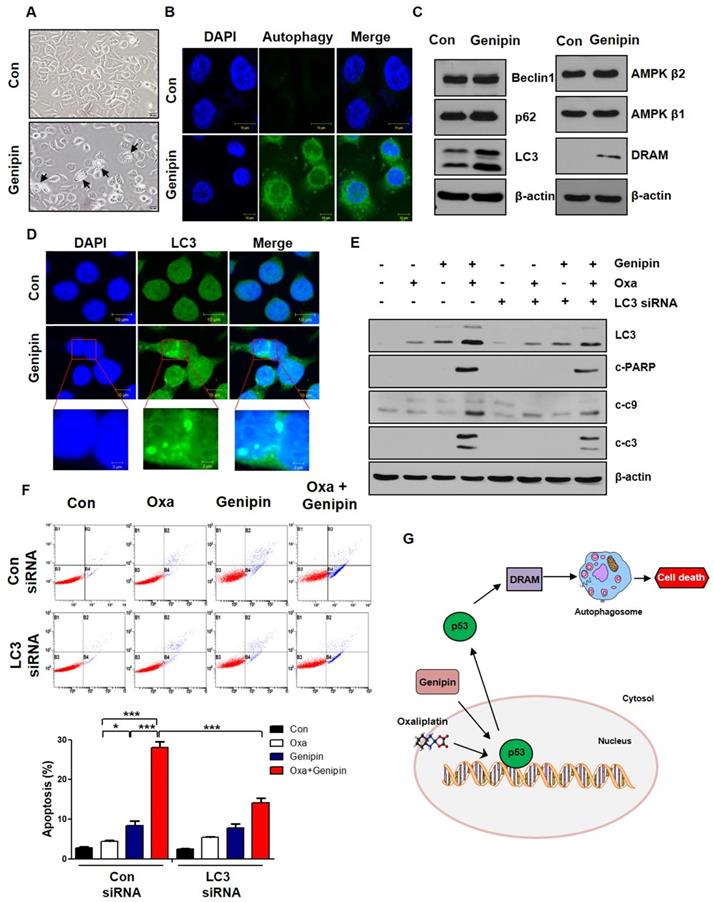 J Cancer Image