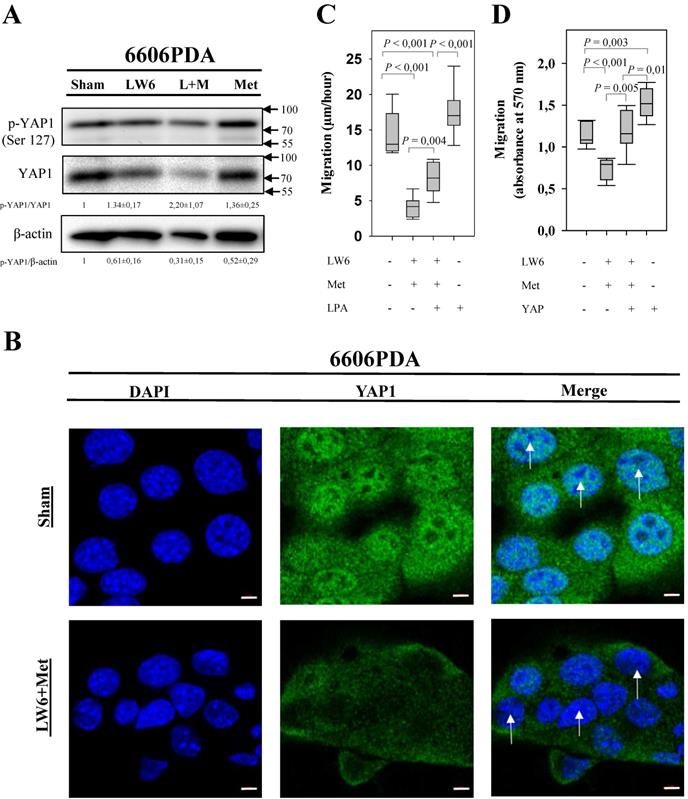 J Cancer Image