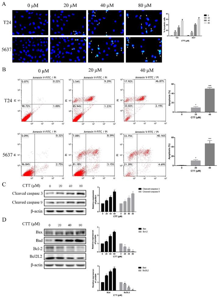 J Cancer Image