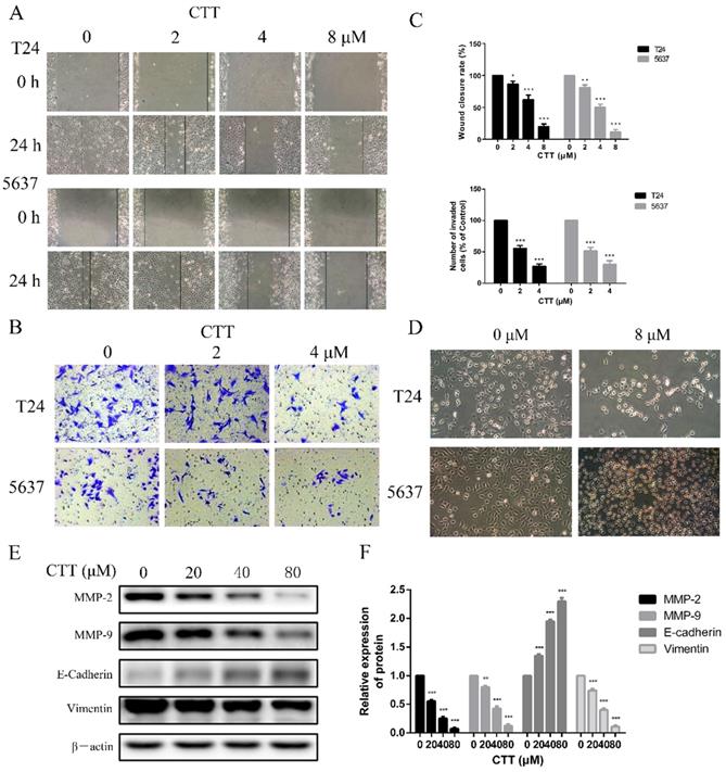 J Cancer Image