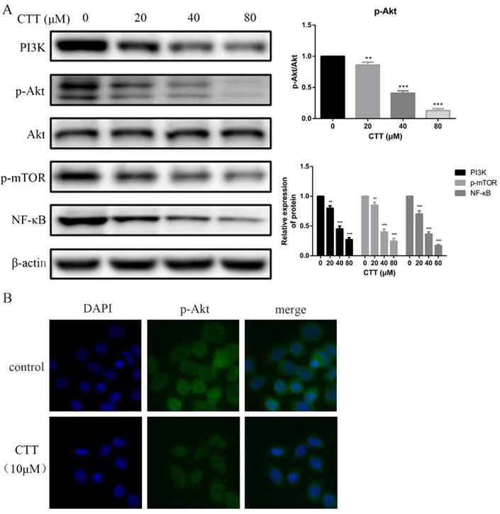 J Cancer Image