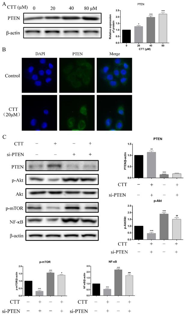 J Cancer Image