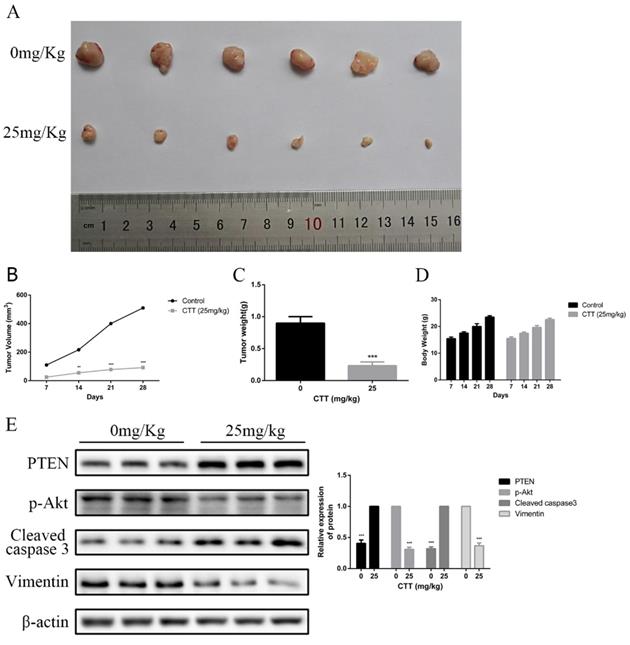 J Cancer Image