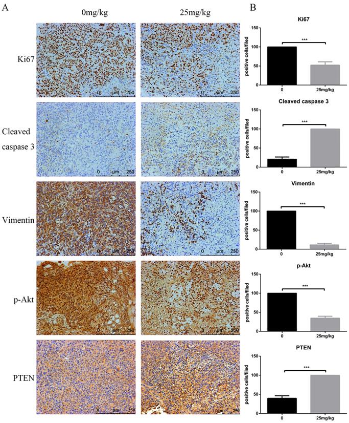 J Cancer Image