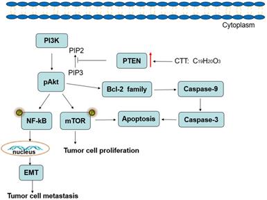 J Cancer Image