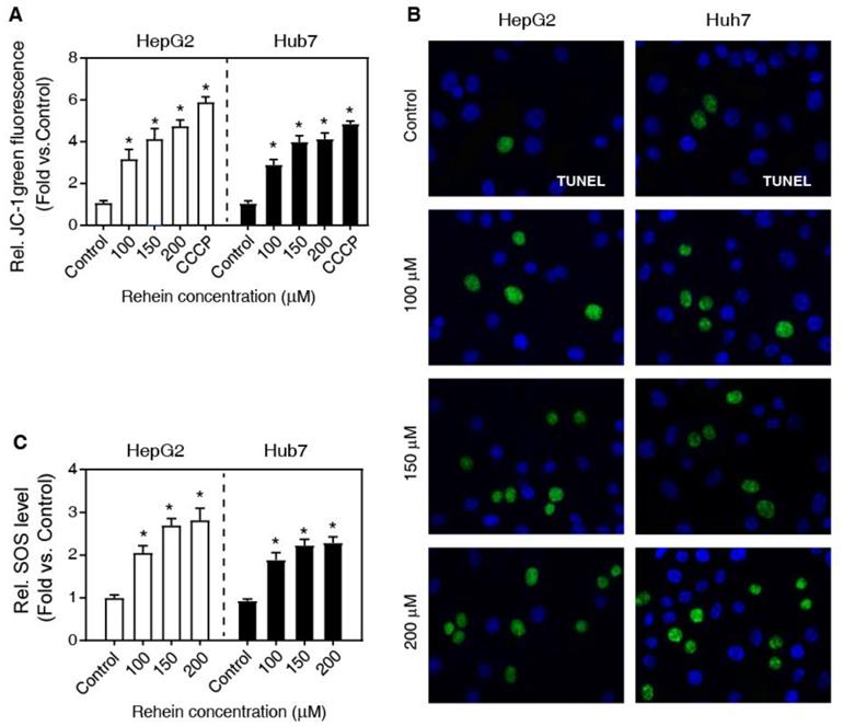 J Cancer Image