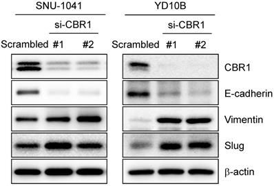 J Cancer Image